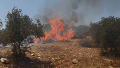 Zionist settlers set fire to olive fields in the West Bank