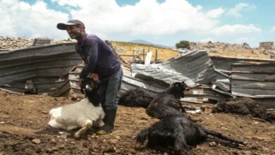 The death of more than 700 goats in Tel Aviv’s attack on southern Lebanon