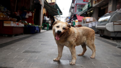 Türkiye’s new law to deal with stray dogs