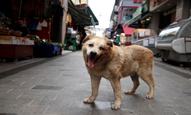 Türkiye’s new law to deal with stray dogs