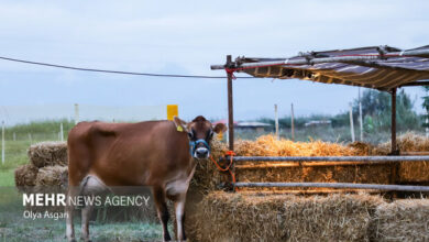 Livestock production is the source of one third of greenhouse gas emissions