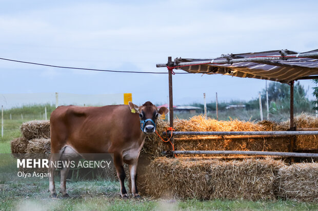 Livestock production is the source of one third of greenhouse gas emissions