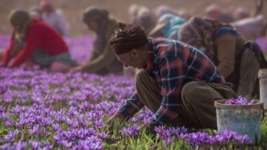 The wonders of Afghanistan’s saffron/ export more than 3 times the production + table