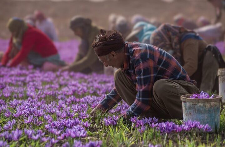 The wonders of Afghanistan’s saffron/ export more than 3 times the production + table