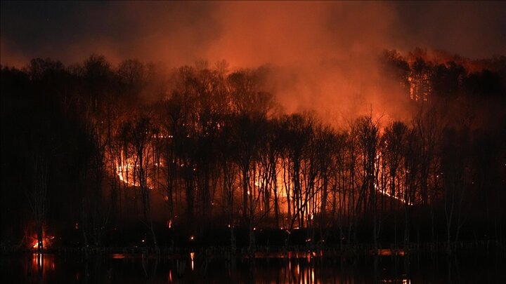 Rapid Fire Progress in Japanese Forests Despite Widespread Operations + Film